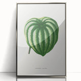 Romanticism Art - Peperomia Argyrea Leaf Illustration on Canvas