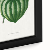 Romanticism Art - Peperomia Argyrea Leaf Illustration on Canvas