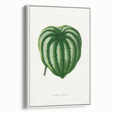 Romanticism Art - Peperomia Argyrea Leaf Illustration on Canvas