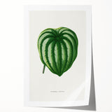 Romanticism Art - Peperomia Argyrea Leaf Illustration on Canvas