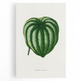 Romanticism Art - Peperomia Argyrea Leaf Illustration on Canvas