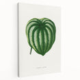 Romanticism Art - Peperomia Argyrea Leaf Illustration on Canvas