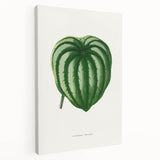 Romanticism Art - Peperomia Argyrea Leaf Illustration on Canvas