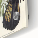 Romanticism Art - Funereal Cockatoo Illustration by Elizabeth Gould