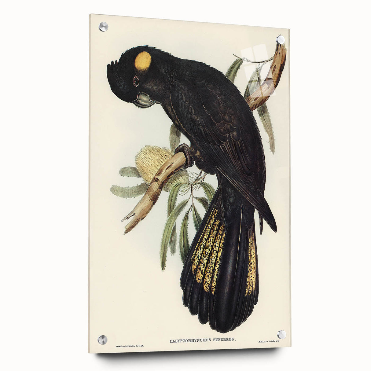 Romanticism Art - Funereal Cockatoo Illustration by Elizabeth Gould