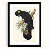 Romanticism Art - Funereal Cockatoo Illustration by Elizabeth Gould