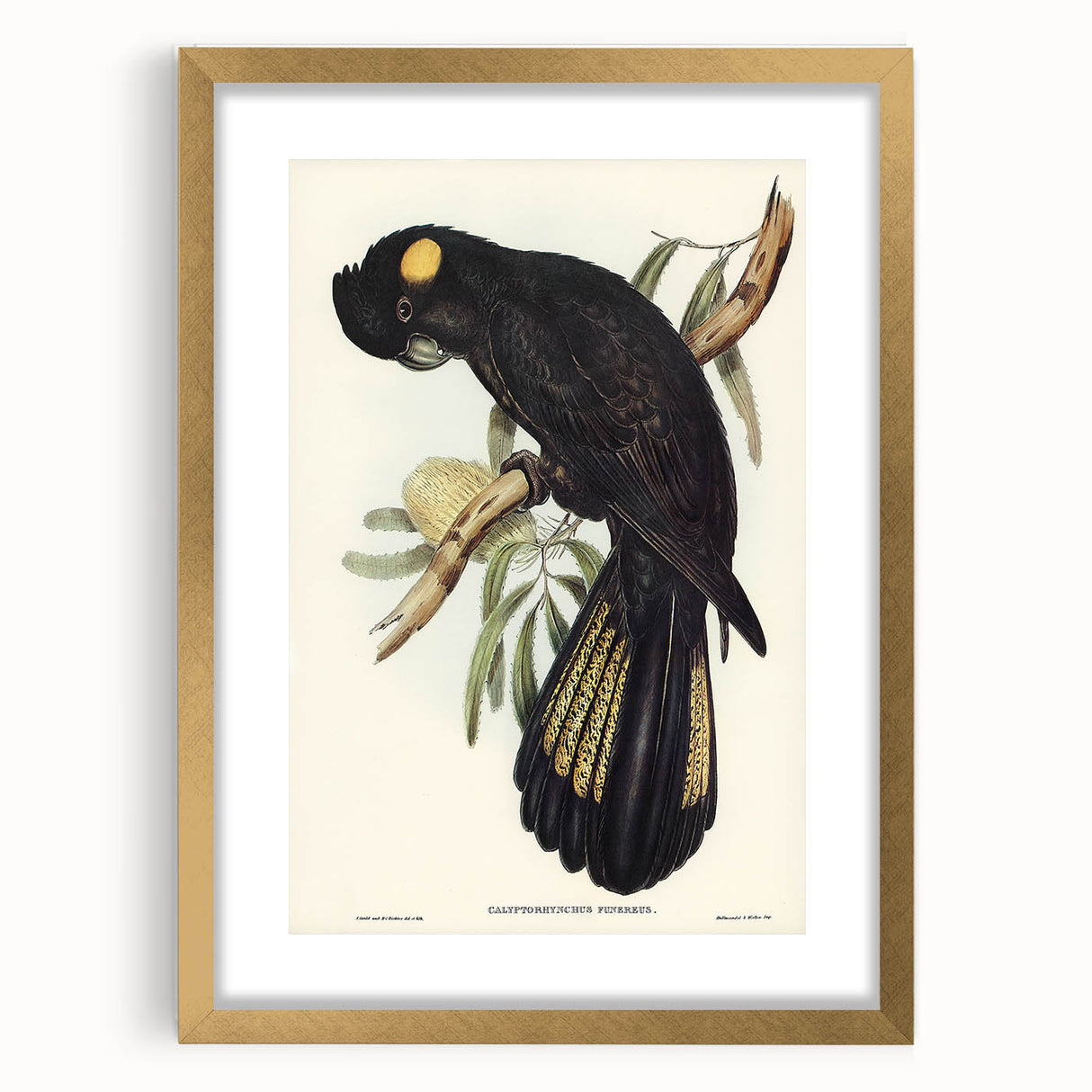 Romanticism Art - Funereal Cockatoo Illustration by Elizabeth Gould