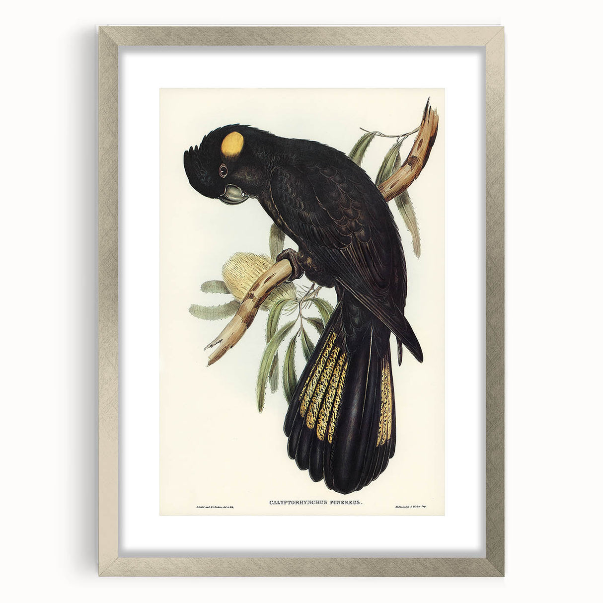 Romanticism Art - Funereal Cockatoo Illustration by Elizabeth Gould