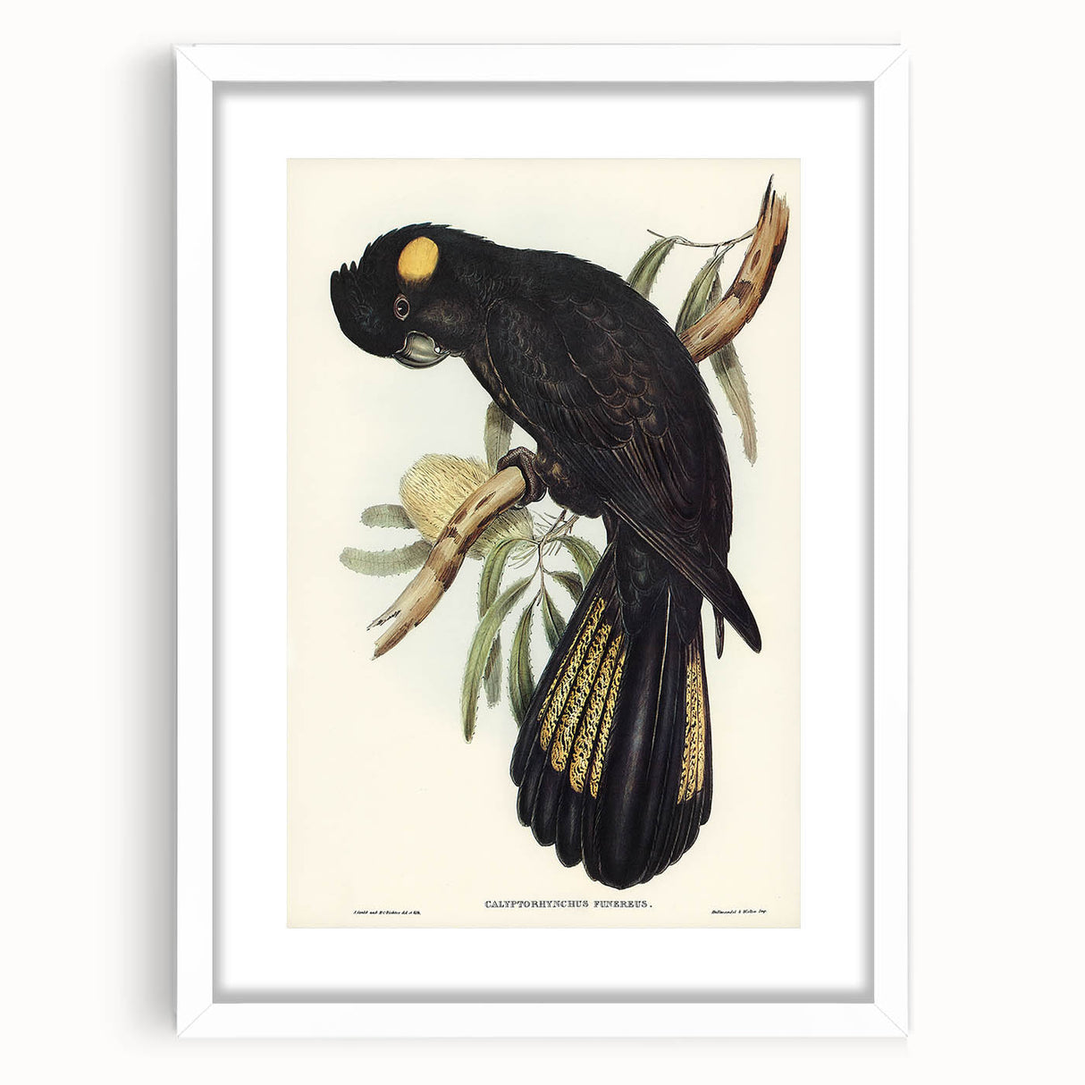 Romanticism Art - Funereal Cockatoo Illustration by Elizabeth Gould