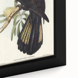 Romanticism Art - Funereal Cockatoo Illustration by Elizabeth Gould