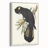 Romanticism Art - Funereal Cockatoo Illustration by Elizabeth Gould