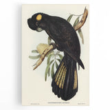 Romanticism Art - Funereal Cockatoo Illustration by Elizabeth Gould