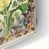 Botanical Art Print - Various Ivy Leaves by Shirley Hibberd - Classic Plant Illustration