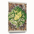 Botanical Art Print - Various Ivy Leaves by Shirley Hibberd - Classic Plant Illustration