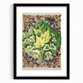 Botanical Art Print - Various Ivy Leaves by Shirley Hibberd - Classic Plant Illustration