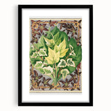 Botanical Art Print - Various Ivy Leaves by Shirley Hibberd - Classic Plant Illustration