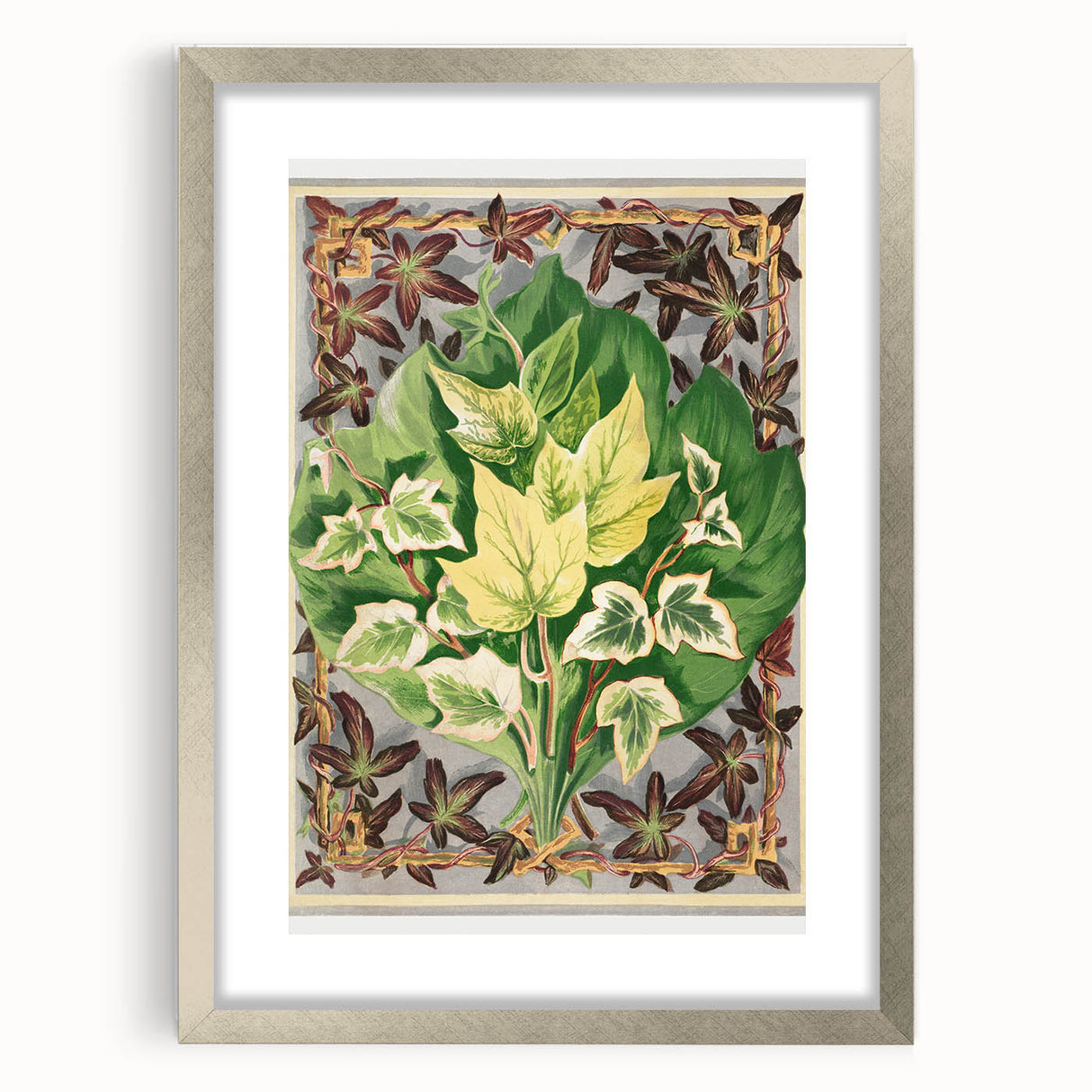 Botanical Art Print - Various Ivy Leaves by Shirley Hibberd - Classic Plant Illustration