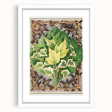 Botanical Art Print - Various Ivy Leaves by Shirley Hibberd - Classic Plant Illustration