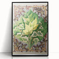 Botanical Art Print - Various Ivy Leaves by Shirley Hibberd - Classic Plant Illustration