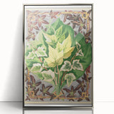 Botanical Art Print - Various Ivy Leaves by Shirley Hibberd - Classic Plant Illustration