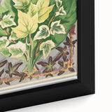 Botanical Art Print - Various Ivy Leaves by Shirley Hibberd - Classic Plant Illustration