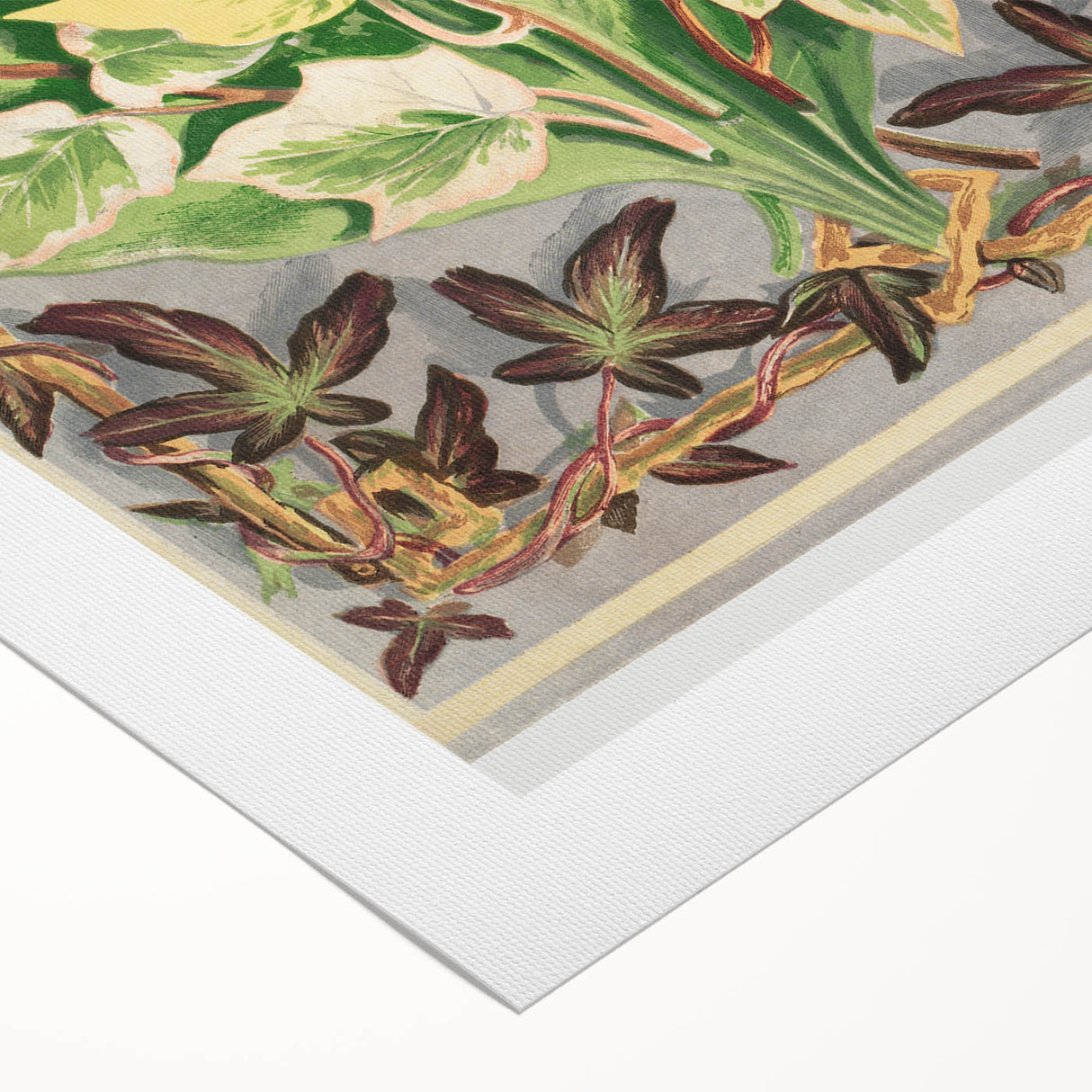 Botanical Art Print - Various Ivy Leaves by Shirley Hibberd - Classic Plant Illustration