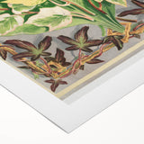 Botanical Art Print - Various Ivy Leaves by Shirley Hibberd - Classic Plant Illustration