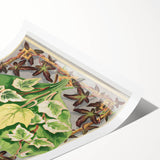 Botanical Art Print - Various Ivy Leaves by Shirley Hibberd - Classic Plant Illustration