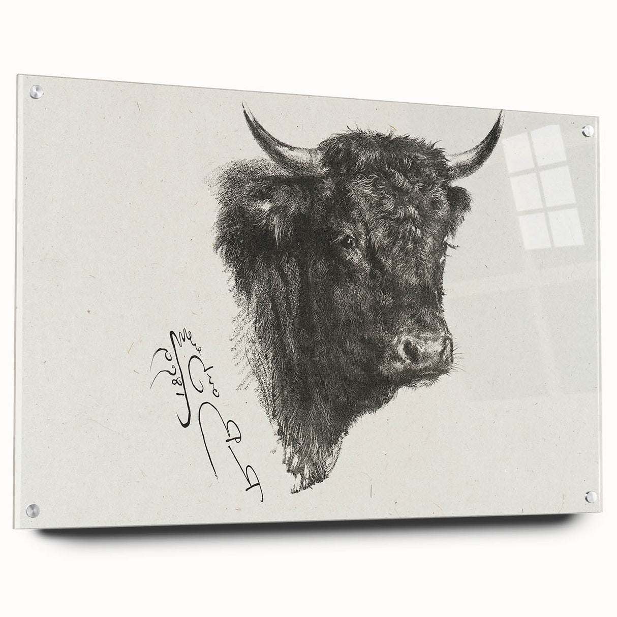 Animal Realism Art Print - Head of a Bull by Marie Rosalie Bonheur - Fine Detail Sketch