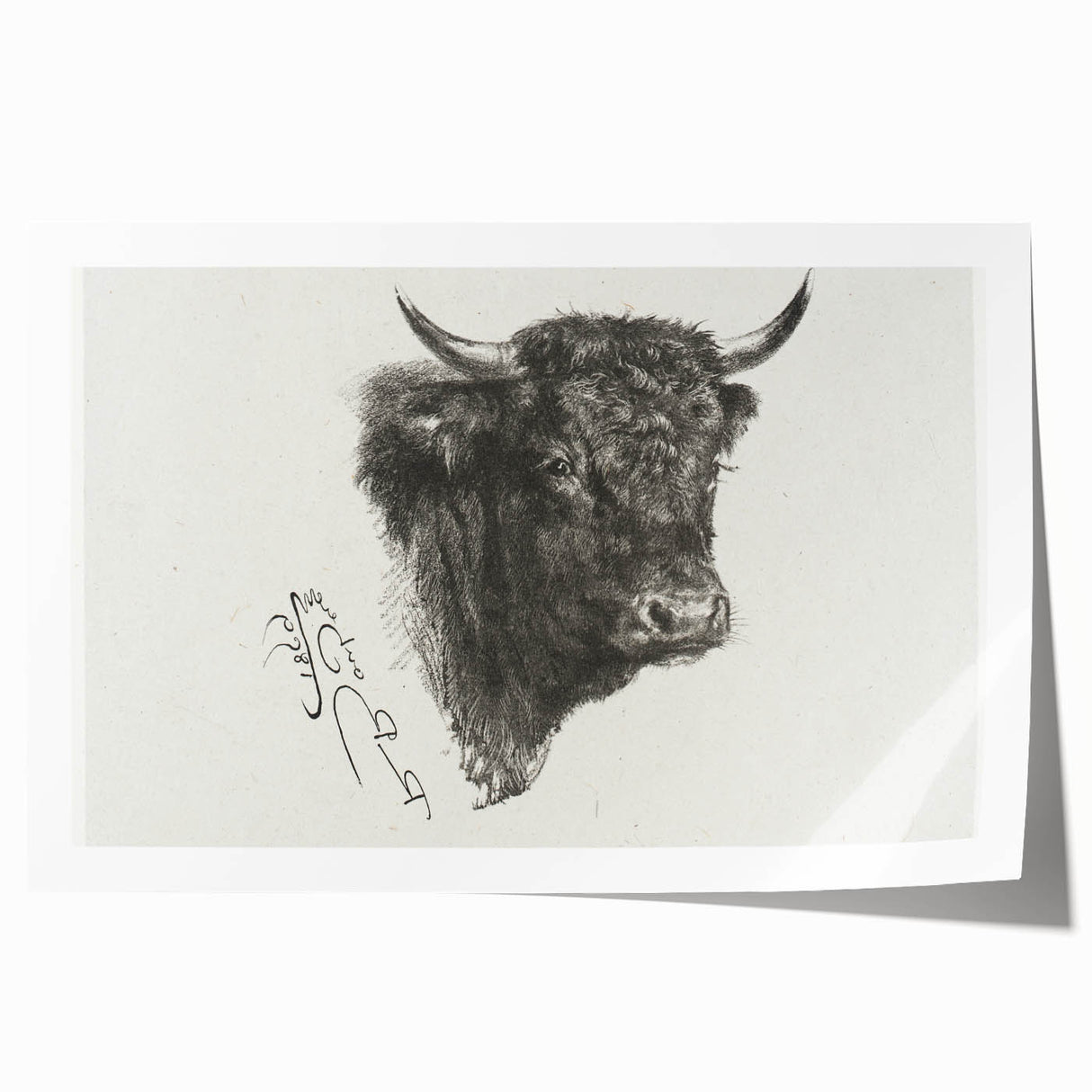 Animal Realism Art Print - Head of a Bull by Marie Rosalie Bonheur - Fine Detail Sketch