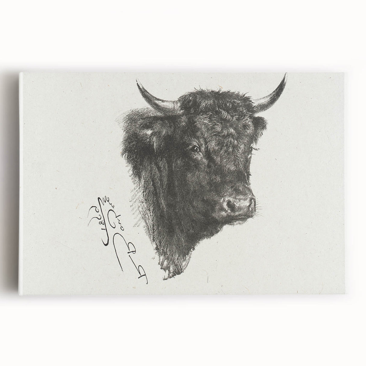 Animal Realism Art Print - Head of a Bull by Marie Rosalie Bonheur - Fine Detail Sketch