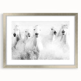 Freedom Surge – Emotional Movement Photography of White Horses