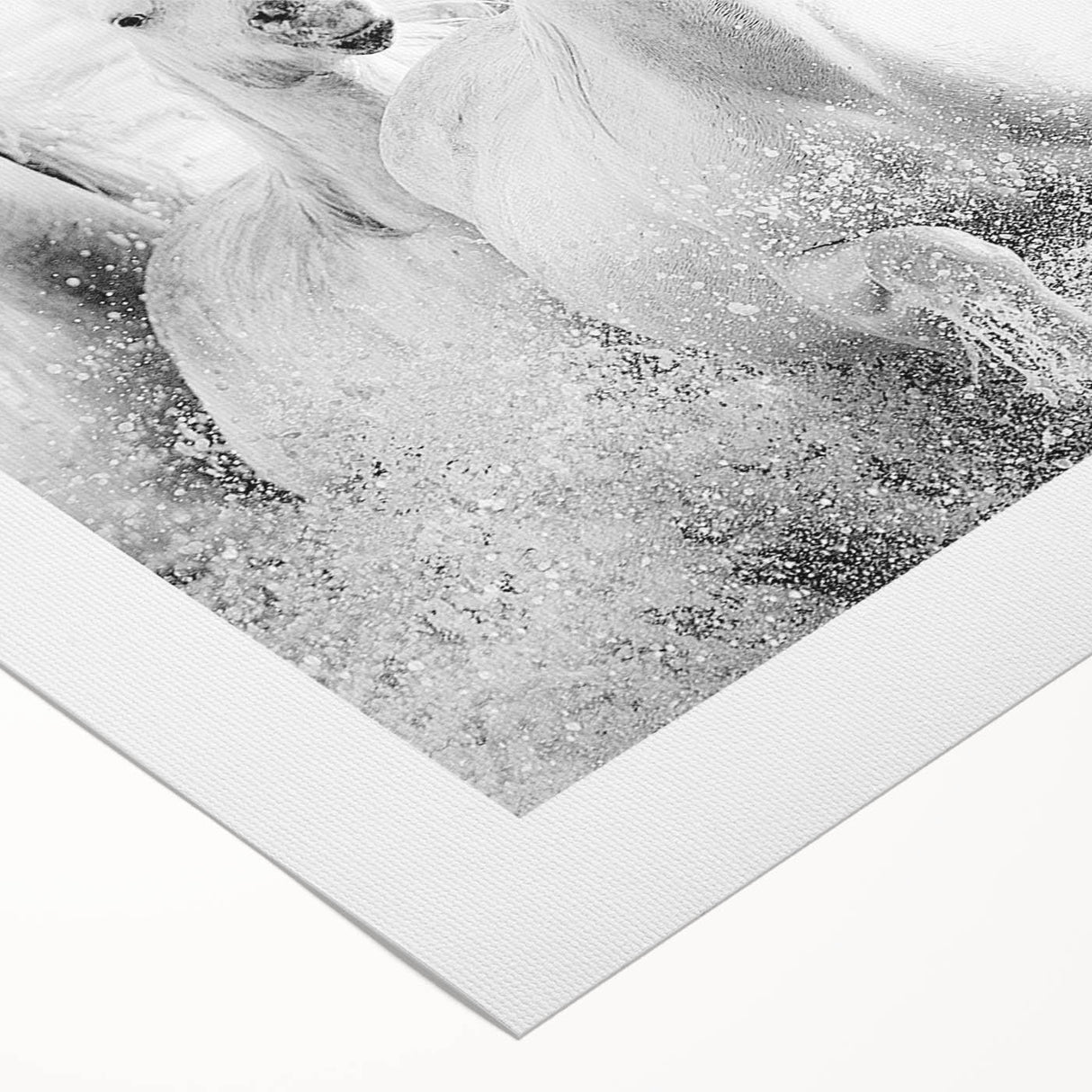 Freedom Surge – Emotional Movement Photography of White Horses