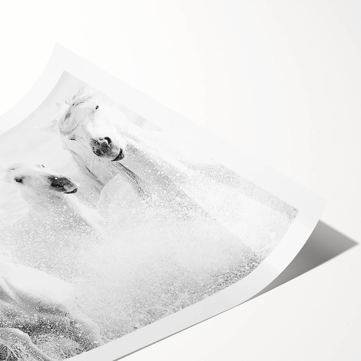 Freedom Surge – Emotional Movement Photography of White Horses