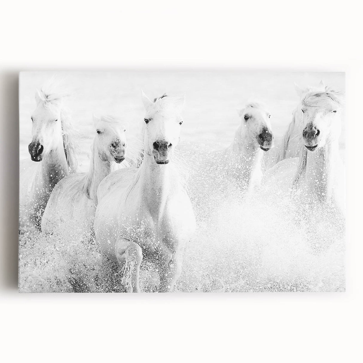 Freedom Surge – Emotional Movement Photography of White Horses