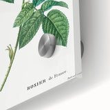 Neoclassical Art Print: French Rose by Redouté - Classic Botanical Decor