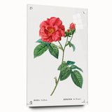 Neoclassical Art Print: French Rose by Redouté - Classic Botanical Decor