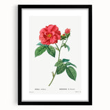 Neoclassical Art Print: French Rose by Redouté - Classic Botanical Decor