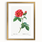 Neoclassical Art Print: French Rose by Redouté - Classic Botanical Decor