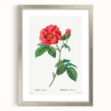 Neoclassical Art Print: French Rose by Redouté - Classic Botanical Decor