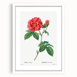 Neoclassical Art Print: French Rose by Redouté - Classic Botanical Decor