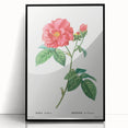 Neoclassical Art Print: French Rose by Redouté - Classic Botanical Decor