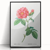 Neoclassical Art Print: French Rose by Redouté - Classic Botanical Decor
