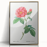 Neoclassical Art Print: French Rose by Redouté - Classic Botanical Decor