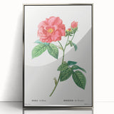 Neoclassical Art Print: French Rose by Redouté - Classic Botanical Decor