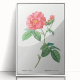 Neoclassical Art Print: French Rose by Redouté - Classic Botanical Decor