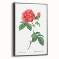 Neoclassical Art Print: French Rose by Redouté - Classic Botanical Decor