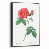 Neoclassical Art Print: French Rose by Redouté - Classic Botanical Decor