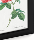 Neoclassical Art Print: French Rose by Redouté - Classic Botanical Decor