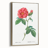 Neoclassical Art Print: French Rose by Redouté - Classic Botanical Decor